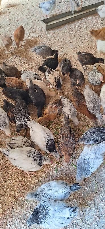 hinduşqa cücəsi: Toyuq cücələri, Damazlıq, Ödənişli çatdırılma — 6