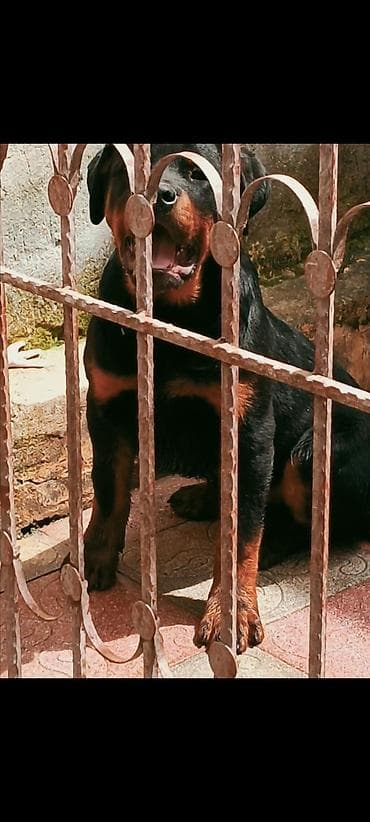 sink dermani: Rotveyler, 4 ay, Erkek, Peyvəndli, Ünvandan götürmə — 5