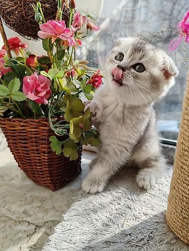 Şinşilla, Dişi, Yaxşı əllərə, Ünvandan götürmə