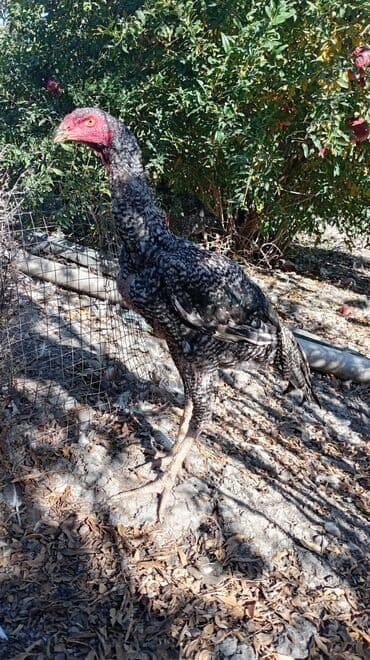 Məhsul: Uzunboyun, güclü ayaqlı, iri cüssəli döyüş tipli xoruz