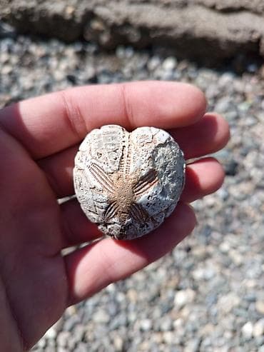 matras tək: 🔥 Milyon İllik Dəniz Kirpisi Fosili – Nadir Tapıntı! Satılır təbii — 3