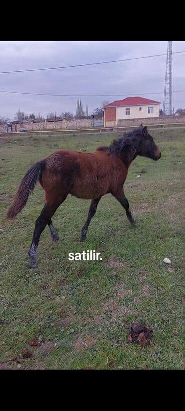 Gəmiricilər: Dişi, il: 1, Ünvandan götürmə — 1