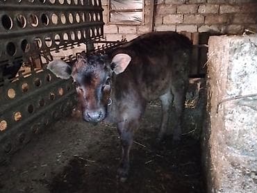 Гуси: Satışda: Qaramal heyvanları (inək və dana) Xüsusiyyətlər: - — 7