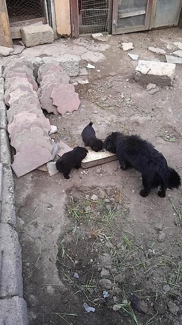 itləe: Qara rəngli balaca itlər – mehriban və oynaq - Cins: kiçik ölçülü — 4