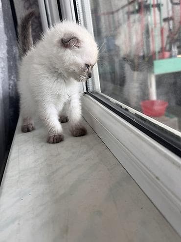 pişiy adları: Şotland, Dişi, Ödənişli çatdırılma — 5