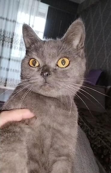 meyn kun pişiyi: Britan, Dişi, Ünvandan götürmə — 2