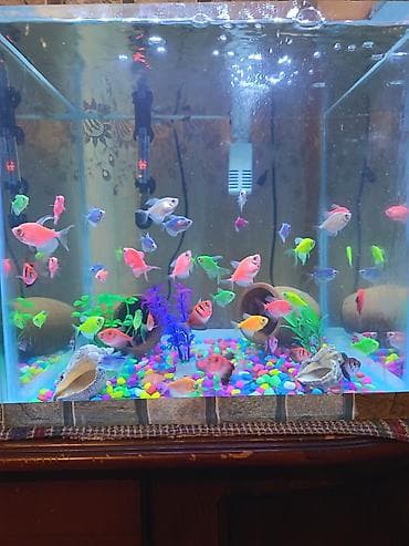 Glofish, Sülhsevər, Ünvandan götürmə — 3