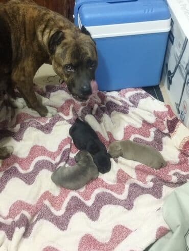 it adlari qiz: Pitbul — 2