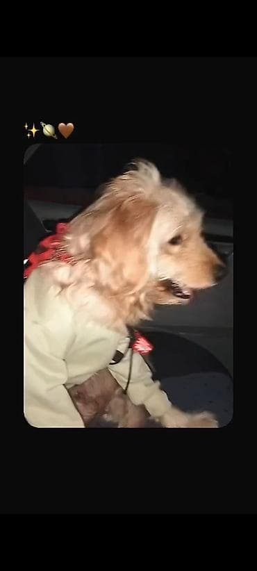 pitbull itleri: Pudel, 7 ay, Erkek, Peyvəndli, Ünvandan götürmə — 2