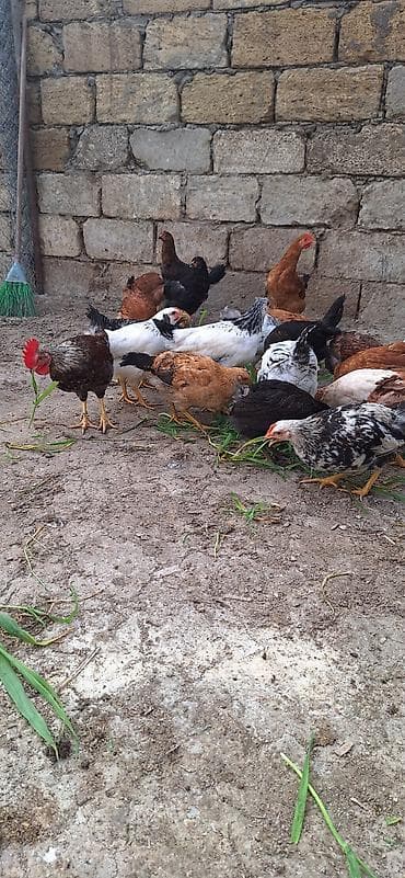 toyuq cücə: Toyuq cücələri, Ətlik — 7