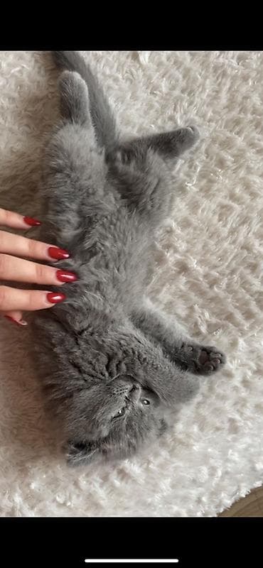 Akvariumlar: Şotland yastı qulaq, Dişi, Yaxşı əllərə, Ünvandan götürmə — 2