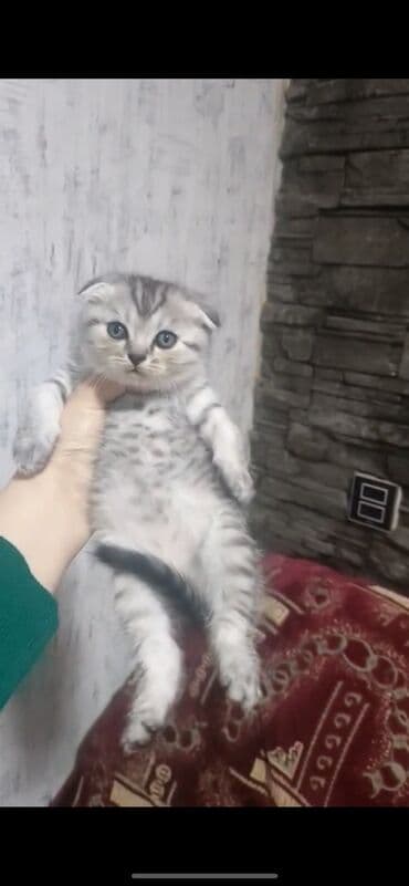 pişik şotlan: Шотладская вислоухая, Самец, Самка, В добрые руки, Самовывоз, Платная доставка, Доставка в районы — 1