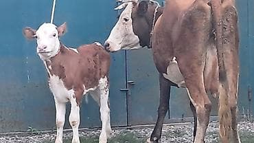 jersey inək: İkinci qarına doğub yanında süni mayalanmadan olan erkək balası ilə — 7