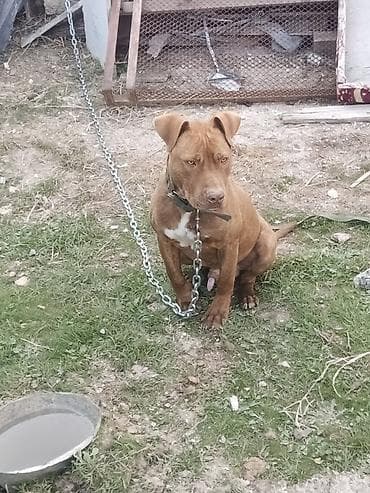 herəti: Pitbul, 8 ay, Erkek, Peyvəndli, Ünvandan götürmə — 1