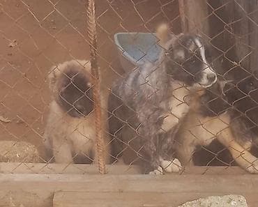 Qurdbasar, Erkek, Peyvəndli