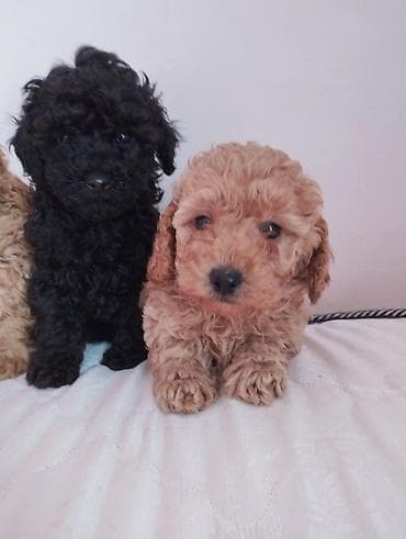 itler satilir: Pudel, 2 ay, Erkek — 5