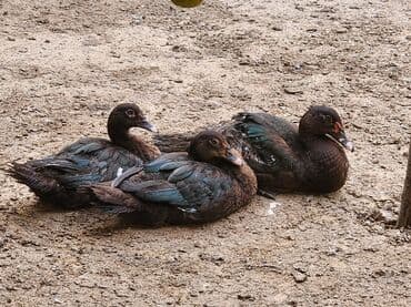 hələb keçisi haqqında məlumat: Lal ördəklər satılır ağır çəki yığan cinslərdir təmiz krasnadar macar — 2