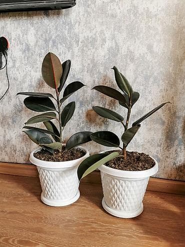 plastik gul qablari: Fikus - qara yarpaq. Qabla birlikdə satılır. Sağlam bitkidir. Boyu — 2