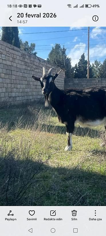 erkəy danalar: Alpin keçi sürüsü satılır. Qiymet 300 den başlayır — 4