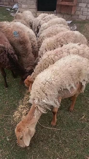 bala qoyun: Salam tam saglam 16 dene bogaz heyvanlardi disderi var — 2