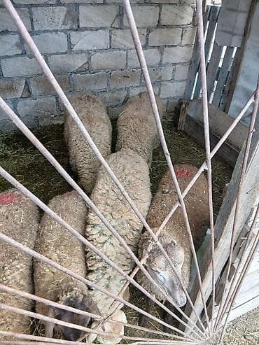 Mal-qara: Əmlik quzular . 10 kilodan 17 kiloya qədər . 24 quzu. zəng çatmazsa — 1