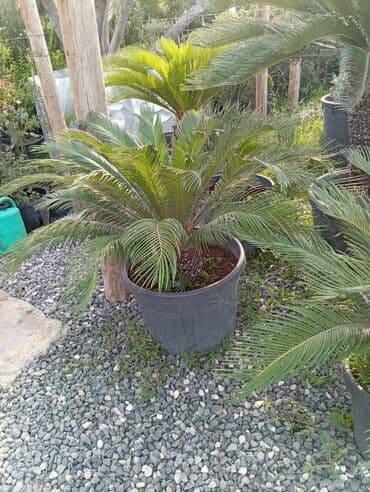 Sifarişlə əl işləri: Agaclar
gubreler guller — 10