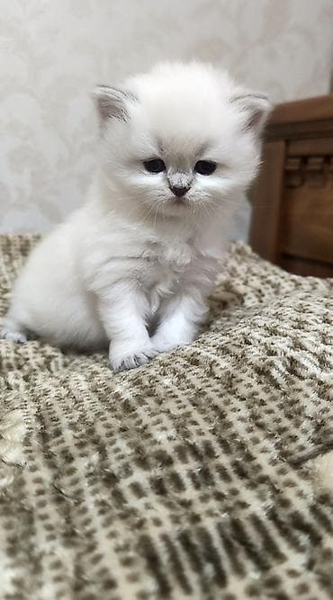 pişiy: Britan — 4