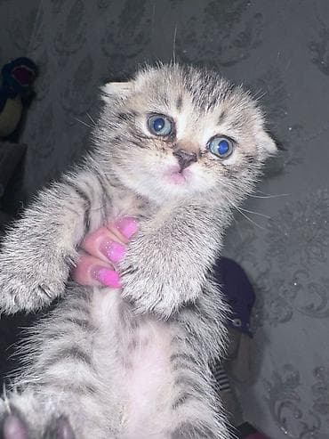 Şotland yastı qulaq