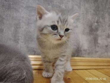 pişik eşyaları: Britan — 8