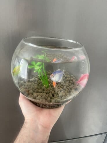 компрессор для аквариума бишкек: Круглый аквариум, Вместе с рыбами, 3 л, Платная доставка — 3