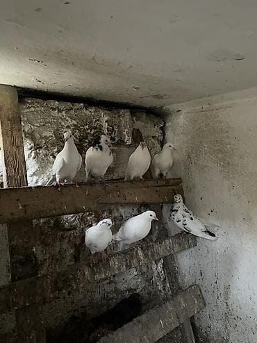 Quşlar: 7 dene quş qalıb kom 4 manatdan — 1