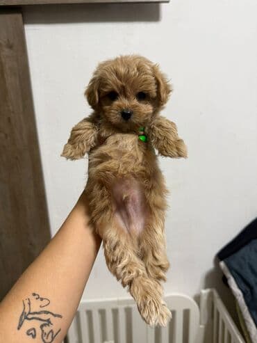 it etibarli: 2 ay, Erkek, Peyvəndli, Ünvandan götürmə — 5