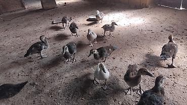 mandarin ördək: 50gunluk balalardi 10denesi zumurdu macarda lavandada var icnde tek — 1