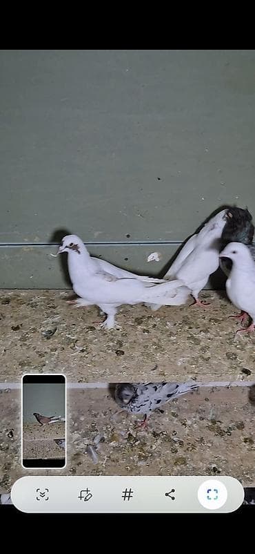 arpa bugda satisi: Salam olsun hər kəsə 6dənə tutulma heyvanlardı 6sı 70 manat ünvan bakı — 9