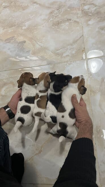 heyvan bazari itler: Cek rassel teryer, 2 ay, Dişi, Ünvandan götürmə — 2