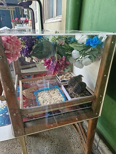 bildirçin qəfəsi: Çin decorative bildirçini,çox sakit, iysiz və minimum dekorativ — 4