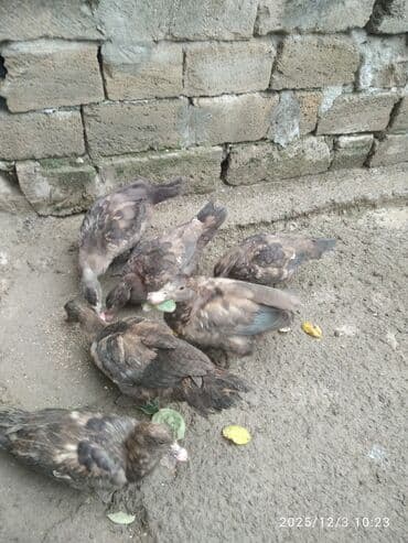 akvarium balıqlarının satışı: Erkək, | Lal ördək, Damazlıq, Ünvandan götürmə — 2