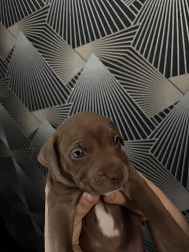 щенок в хорошие руки: 1 месяц — 7