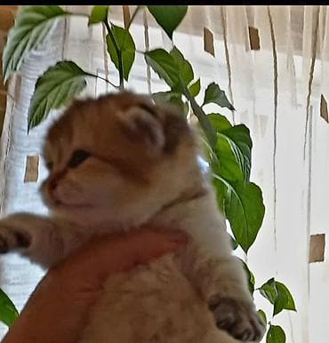 balaca pişikler: Britan, Dişi, Yaxşı əllərə, Ünvandan götürmə — 1