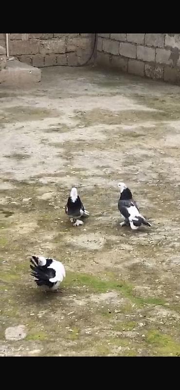 cənnət quşu: Hazır cüt ərkey mayadılar Ağ başlar satılır Heyvanlar Binə savxozdadı — 1