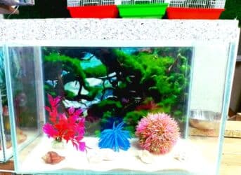 фильтр для аквариума: 🐠 NALASA Akvaryum Dünyası 🐠 - Hazır, istənilən növ akvaryumlar — 4