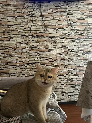 pisik ucun evler: Britan — 1