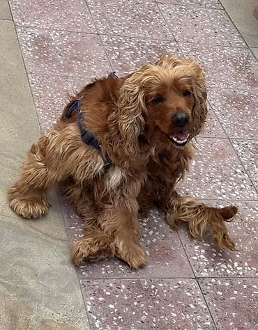 Koker spaniyel, 1 il, Erkek, Peyvəndli, Pulsuz çatdırılma, Ödənişli çatdırılma