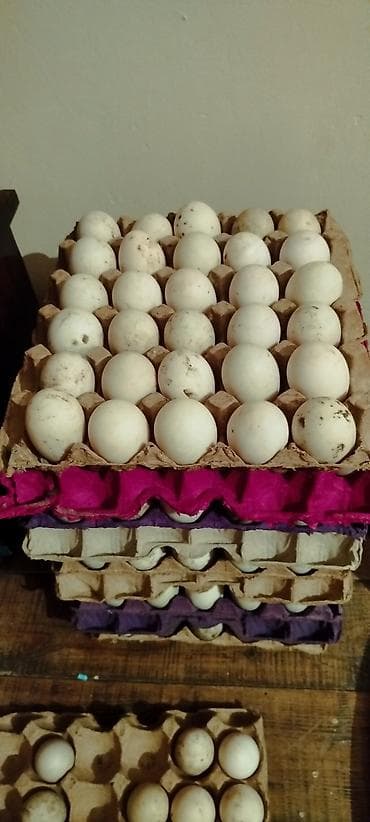 Ördək 🦆 ordek yumurtası var istəyən yazsın qiyməti razılaşma yolu ilə