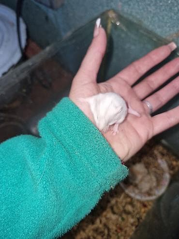 it adlari 2020: Ag xamyak — 5