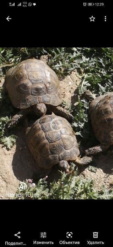 bugdanin qiymeti: Salam aleykum tısbağalar eldedir sağlamdır hər ölçüdə var qiymət və — 2