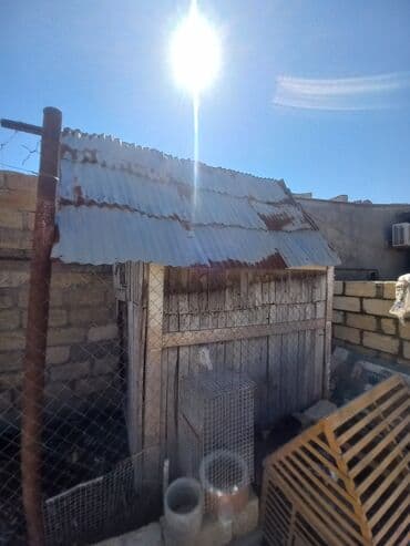 it yuvası: Salamaleykum gördüyünüz qus veya it toyuq cuce bütün heyvanlara uygun — 3