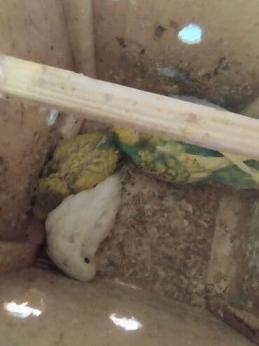 pulsuz heyvanlar verilir: Vaxtim olmadığı ucun satiram aktiv quslardir altında 3 balasi var — 3