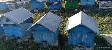 Dovşanlar: 60 yeşik arı ailəsi yeşiklerler bir yerdə satıram buyurub zəng edə — 8