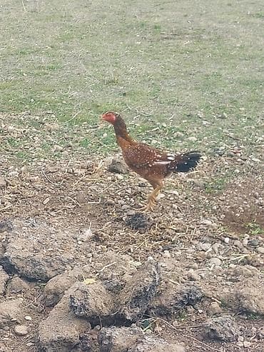 Balıqlar: Heyratı Cavan Fərədi Kürtdən təzə ayılıb tam sağlamdı real Alıcıya — 2